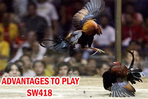 sw418 cockfight|Learn how to play SW418 .